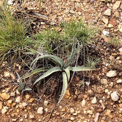 Yucca baccata