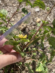 Cucumis melo