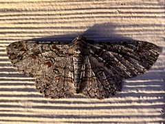 Iridopsis defectaria