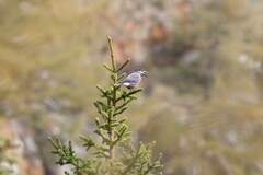 Nucifraga caryocatactes