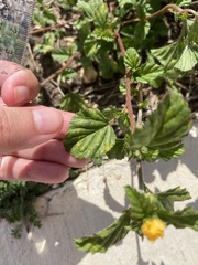 Cucumis melo