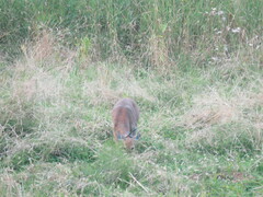Odocoileus virginianus leucurus