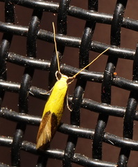 Opogona protodoxa