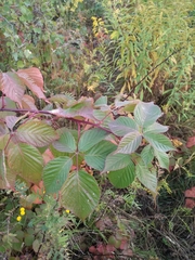 Rubus allegheniensis