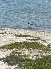 Himantopus mexicanus knudseni