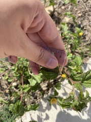 Cucumis melo