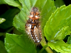 Euproctis chrysorrhoea