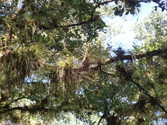 Tillandsia balbisiana