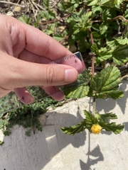 Cucumis melo