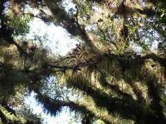 Tillandsia balbisiana