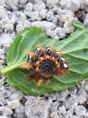 Euproctis chrysorrhoea