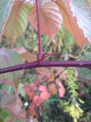 Rubus allegheniensis