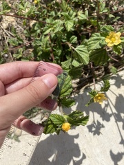 Cucumis melo
