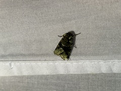 Lacinipolia explicata