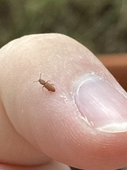 Oryzaephilus surinamensis