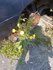 Oenothera