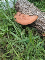 Trametes coccinea