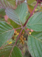 Rubus allegheniensis