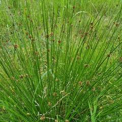 Juncus conglomeratus