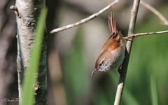 Limnoctites sulphuriferus