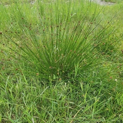 Juncus conglomeratus