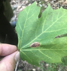 Phyllonorycter