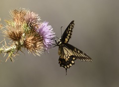Papilio polyxenes rudkini