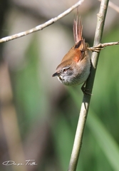 Limnoctites sulphuriferus