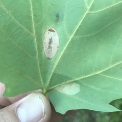 Phyllonorycter