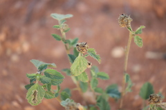 Abutilon leucopetalum