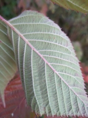 Rubus allegheniensis