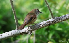 Limnoctites sulphuriferus