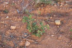 Abutilon leucopetalum