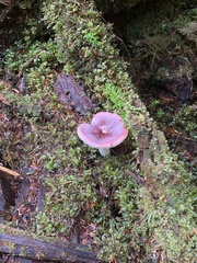 Russula rosacea