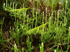 Lycopodium clavatum