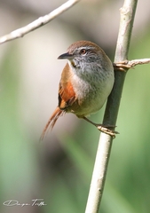 Limnoctites sulphuriferus
