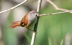 Limnoctites sulphuriferus