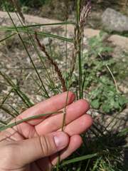 Pappophorum bicolor