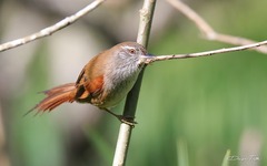 Limnoctites sulphuriferus
