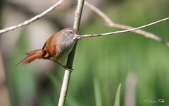 Limnoctites sulphuriferus
