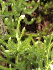 Lycopodium clavatum