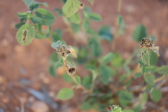 Abutilon leucopetalum