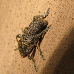 Plectrura spinicauda