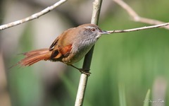 Limnoctites sulphuriferus