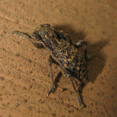 Plectrura spinicauda