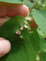 Blaesodiplosis