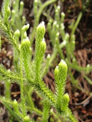 Lycopodium clavatum