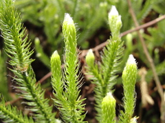 Lycopodium clavatum