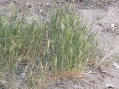 Hordeum jubatum