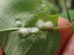 Blaesodiplosis
